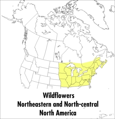 A Peterson Field Guide To Wildflowers : Northeastern and North-central North America | McKenny, Margaret (Auteur) | Peterson, Roger Tory (Auteur)