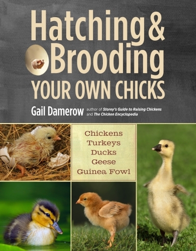 Hatching &amp; Brooding Your Own Chicks : Chickens, Turkeys, Ducks, Geese, Guinea Fowl | Damerow, Gail (Auteur)