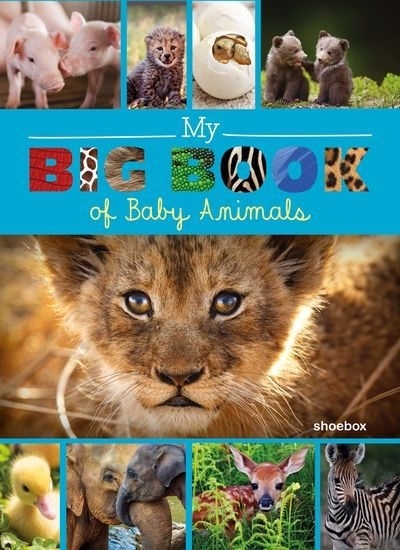 My Big Book of Baby Animals | Côté, Marie-Ève