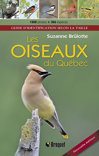 oiseaux du Québec (Les) | Brûlotte, Suzanne